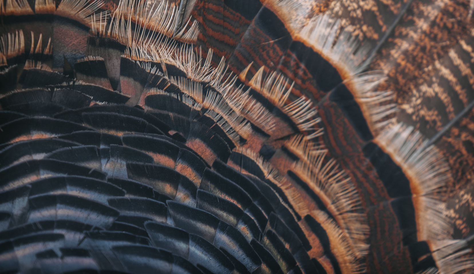 Turkey feathers fanned out