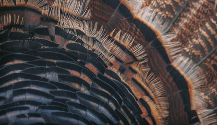 Turkey feathers fanned out