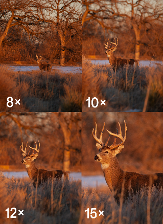 A four-panel collage showing a deer in a winter landscape at golden hour, with magnification labels 8x, 10x, 12x, and 15x overlaid in the corners.