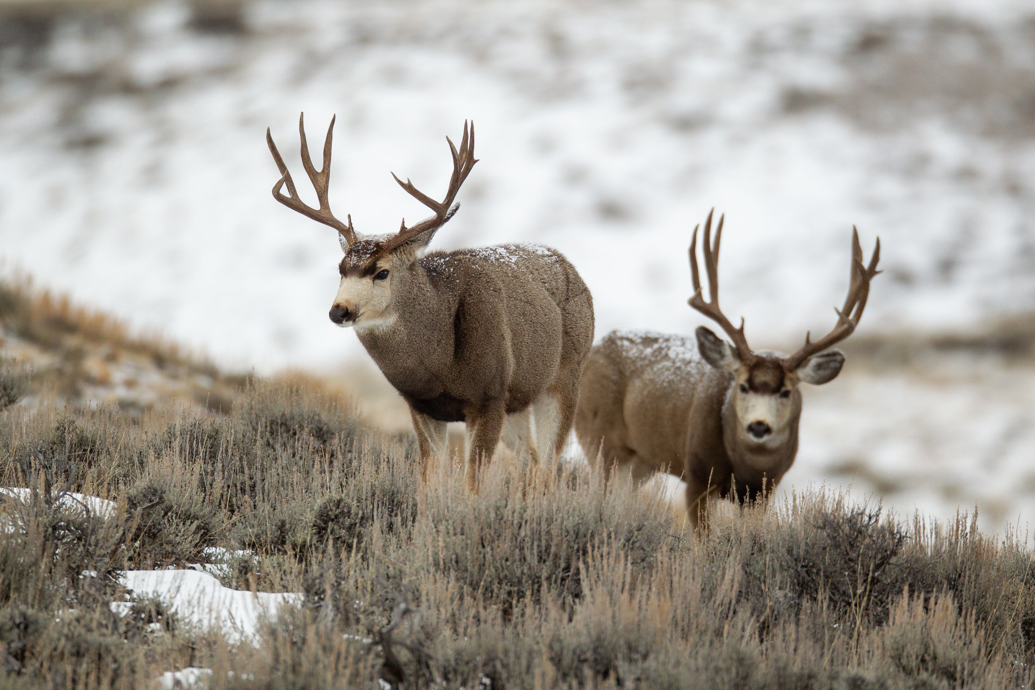Two deer with large antlers standing in a snowy landscape.