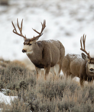 Two deer with large antlers standing in a snowy landscape.
