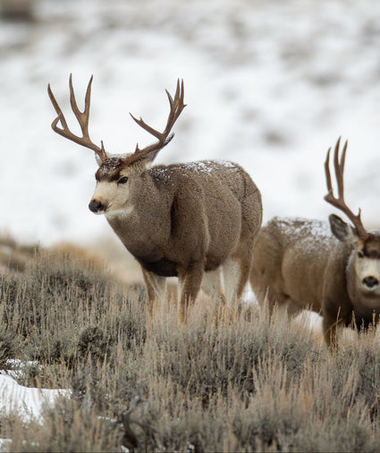 Two deer with large antlers standing in a snowy landscape.
