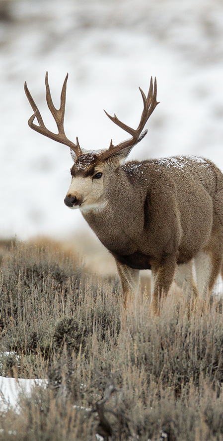 Mule deer with large antlers standing in a snowy landscape