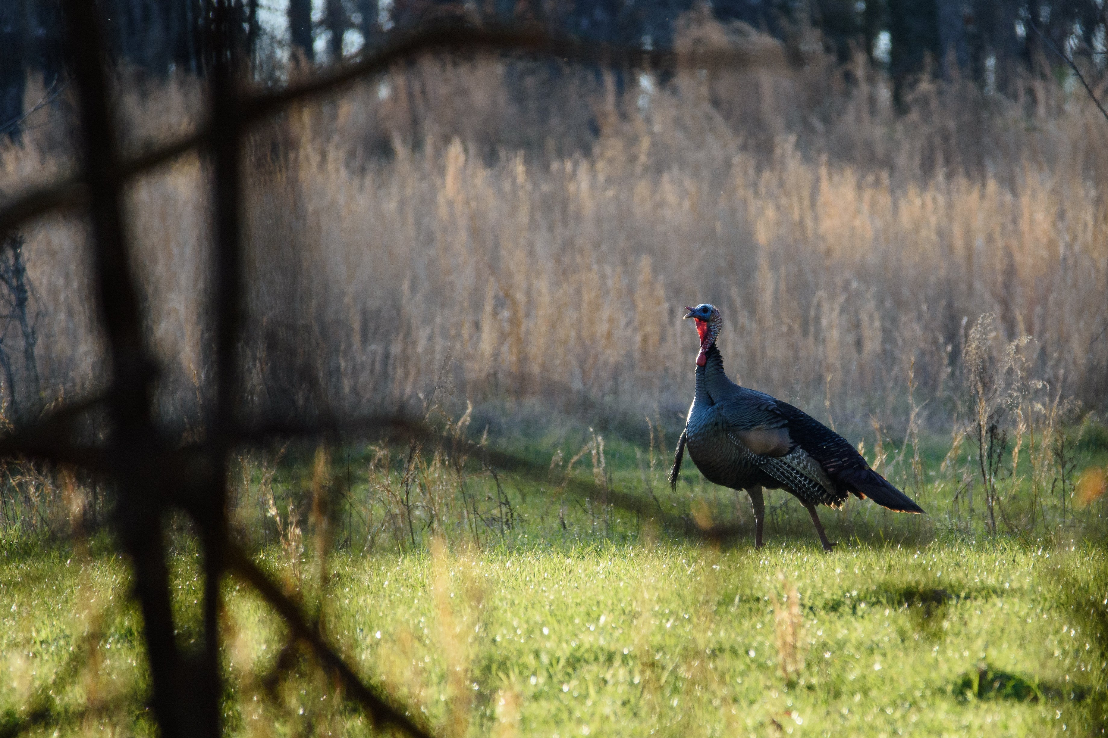 Turkey walking in a grassy field with tall grasses in the background