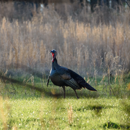 Turkey standing in a grassy field with tall grasses in the background