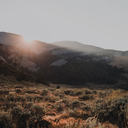 The sun rises over distant mountains, casting warm light across a rugged landscape covered in grasses and shrubs, with a forested area in the mid-ground beneath a clear sky.
