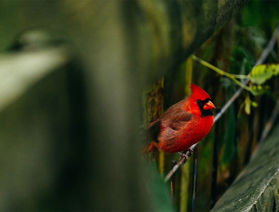 A vibrant red cardinal with a distinctive crest perches on a thin branch, surrounded by blurred green foliage and wooden railings in the background.