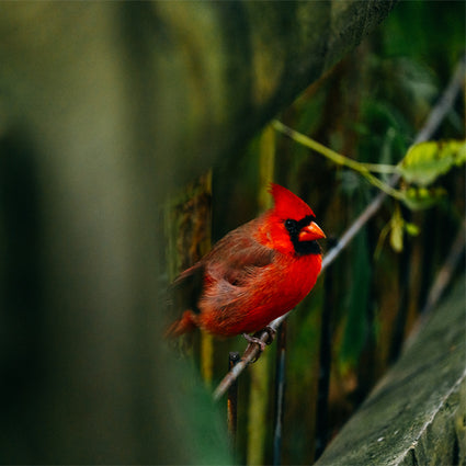 A bright red cardinal with a black face mask perches on a thin branch, surrounded by blurred green foliage and soft natural light.