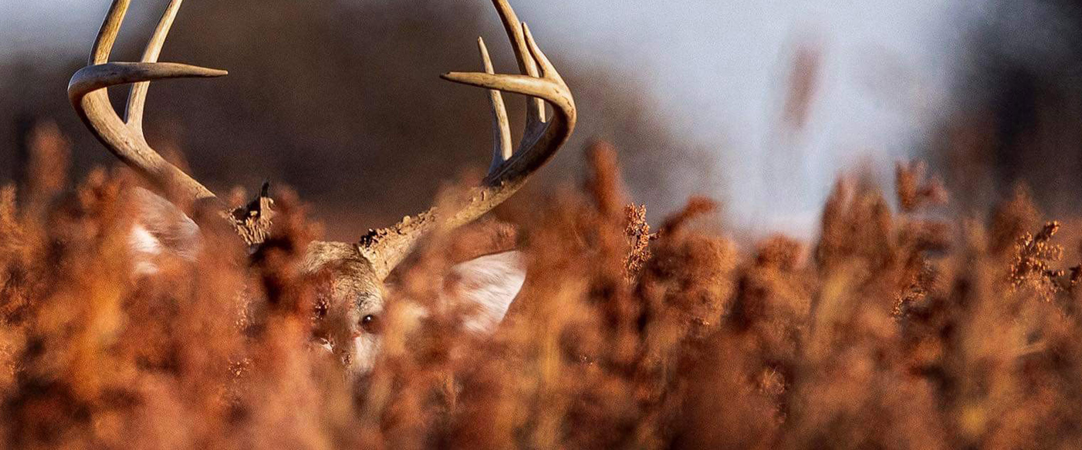 A deer with large antlers is partially hidden among tall, reddish-brown grass and plants, blending into the natural surroundings. Only its antlers and part of its head are visible.