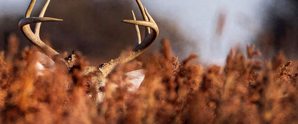 A deer with large antlers is partially hidden among tall, reddish-brown grass and plants, blending into the natural surroundings. Only its antlers and part of its head are visible.