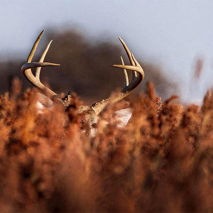 A deer with large antlers is partially hidden among tall, brown vegetation, blending into the surroundings with only its antlers and faint outline of its head visible.