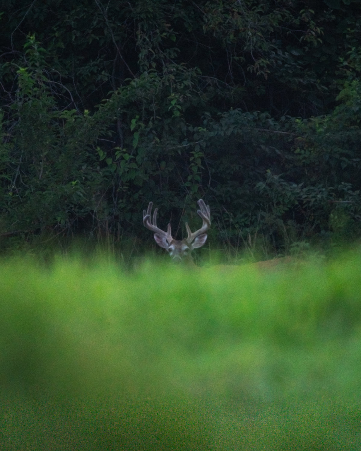Deer with large antlers standing in a grassy field with trees in the background