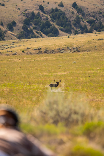 Deer in a field with a blurred person in the foreground