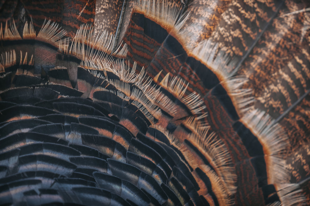 Close-up of a bird's feather with intricate details