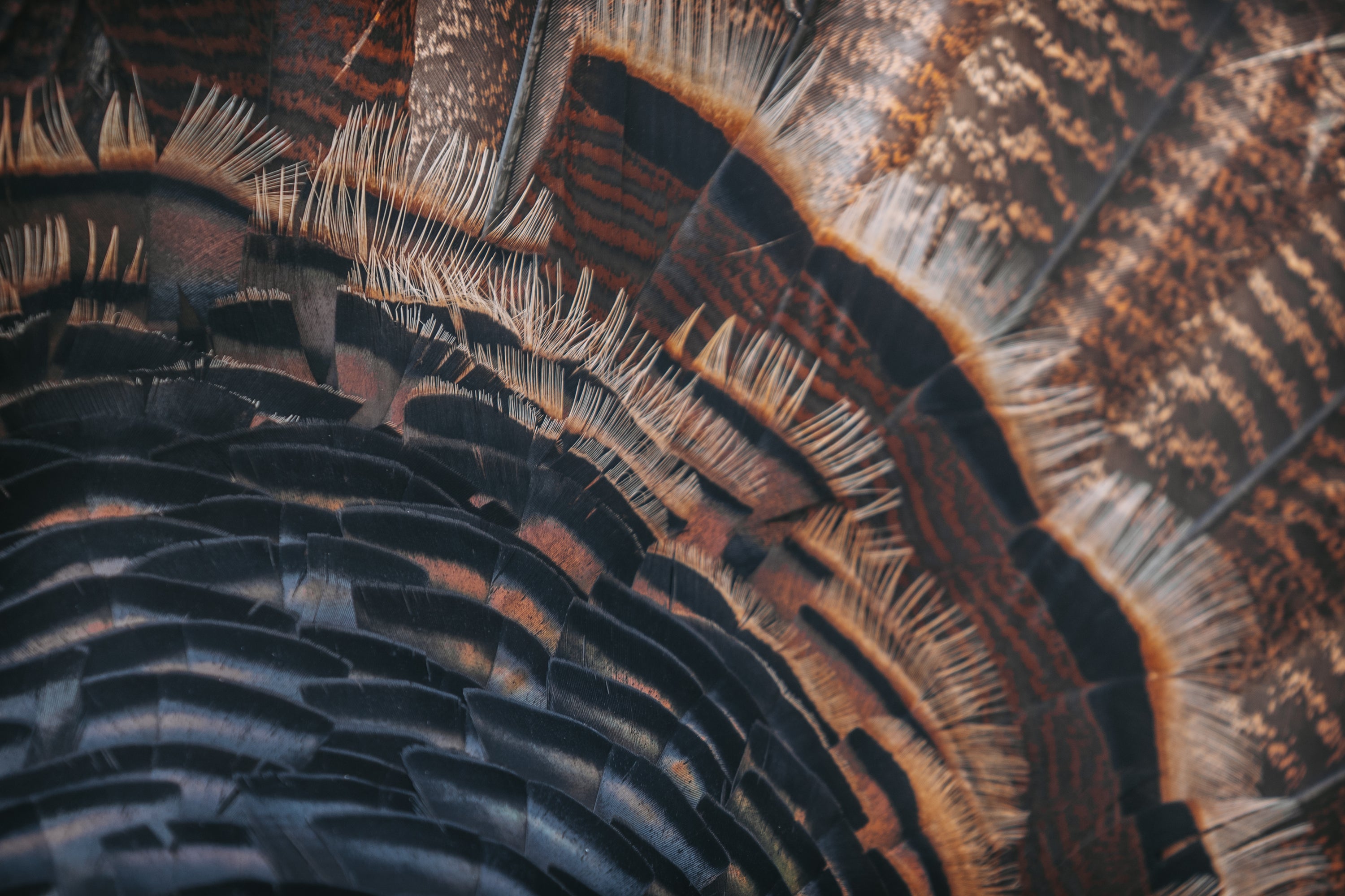 Close-up of a bird's feather with intricate details
