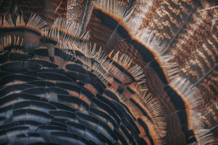 Close-up of a bird's feather with intricate details