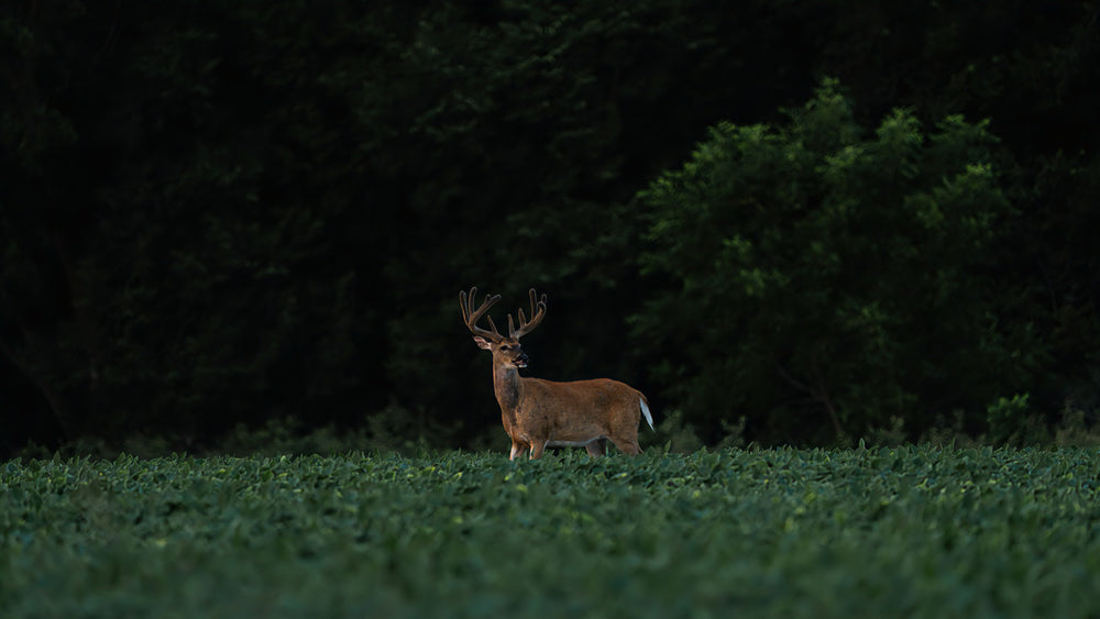 A lone deer with large antlers stands alert in a green field, with dense, dark trees in the background.