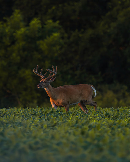 Deer with large antlers standing in a grassy field at dusk.