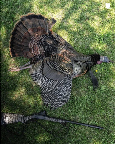 turkey on grass with a pew pew nearby