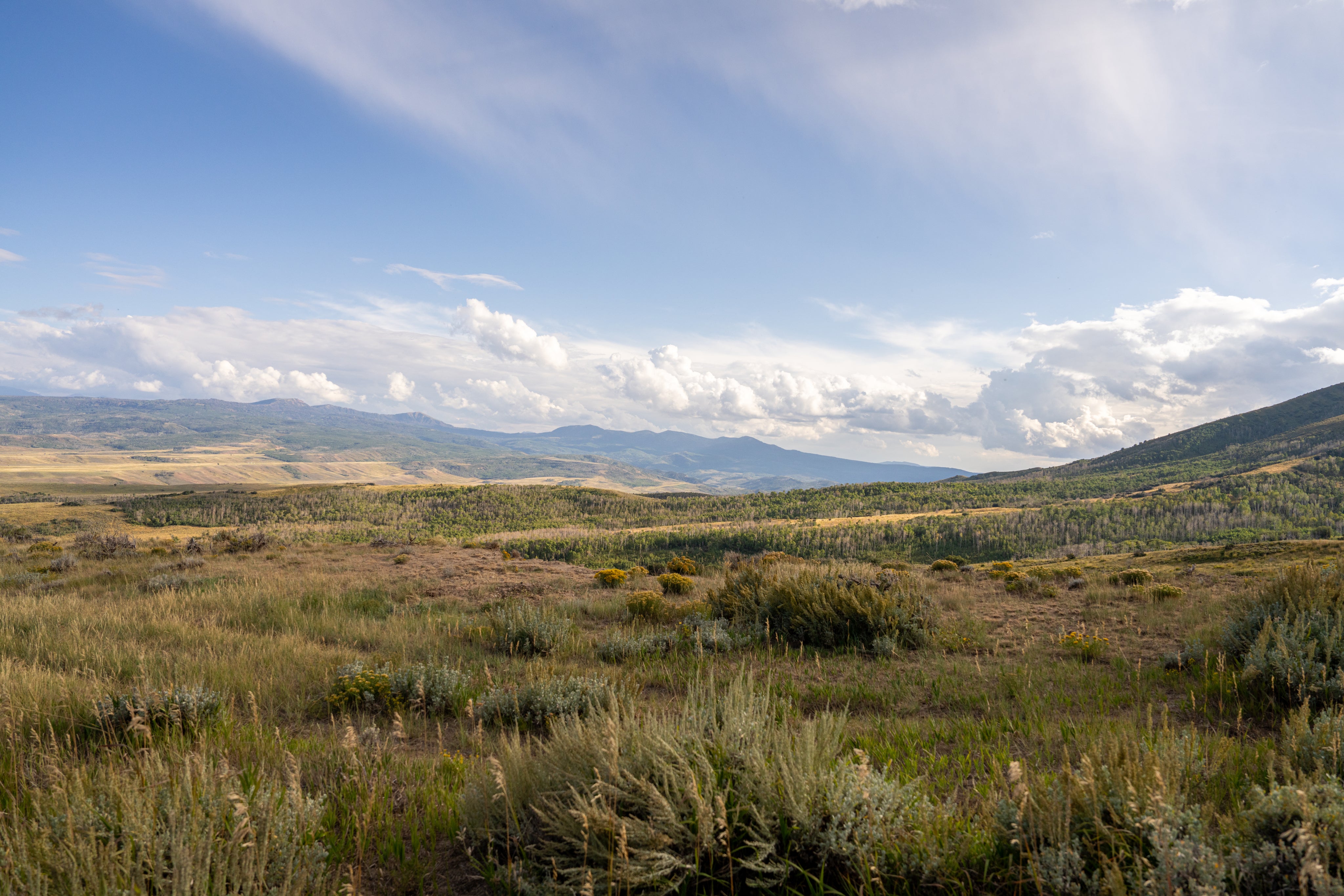 Wide view of a grassy, open meadow with rolling hills and distant mountains under a partly cloudy sky. The landscape features scattered shrubs and wildflowers with soft sunlight highlighting the scene.