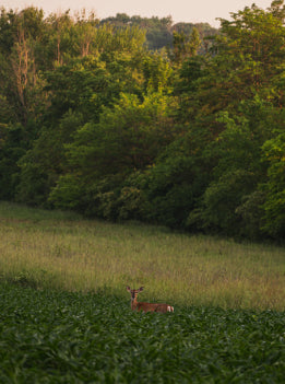 Deer standing in a grassy field with trees in the background