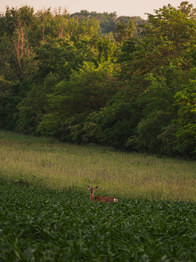 Deer standing in a grassy field with trees in the background