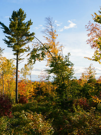 Autumn forest with colorful trees under a blue sky
