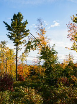 Autumn forest with colorful trees under a blue sky