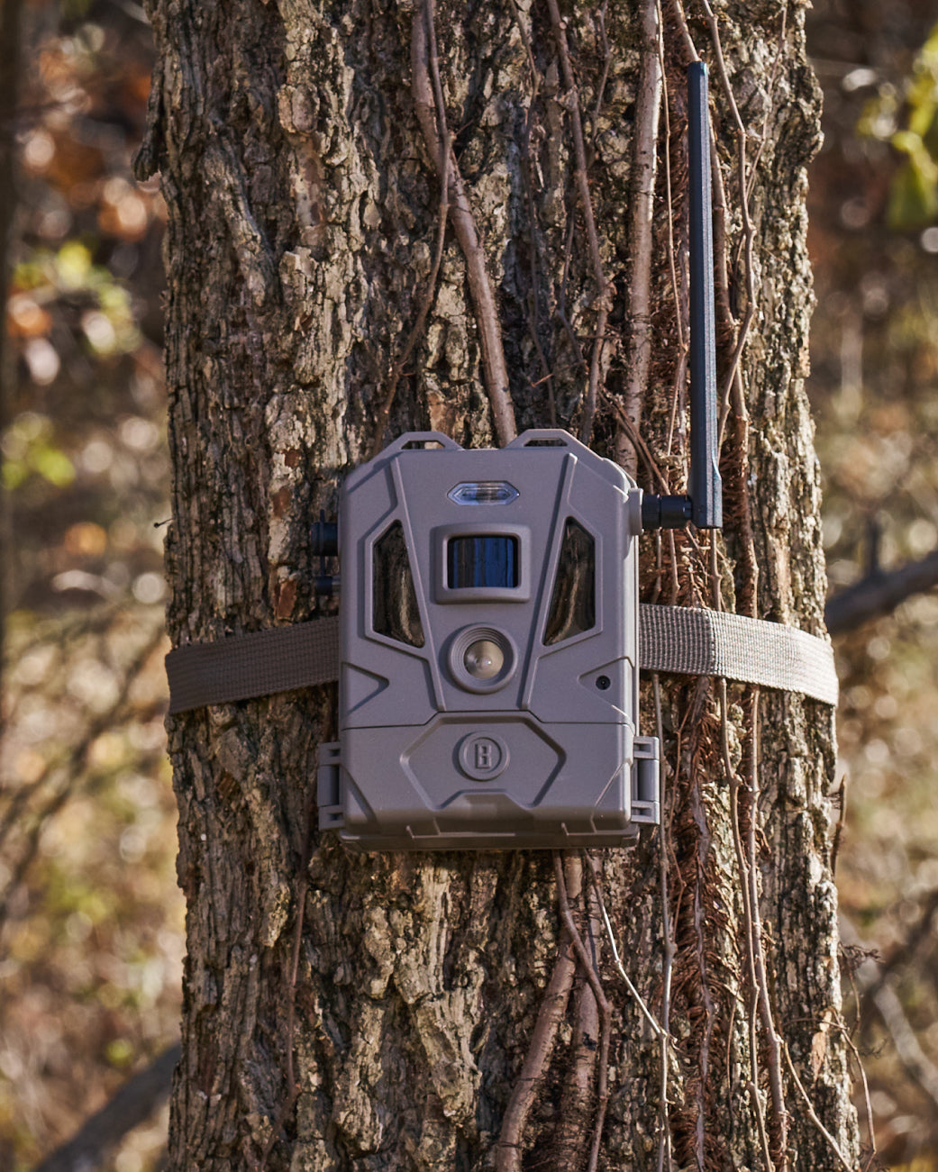 A gray wildlife trail camera with an antenna is strapped to a tree trunk outdoors, surrounded by vines and natural woodland scenery.