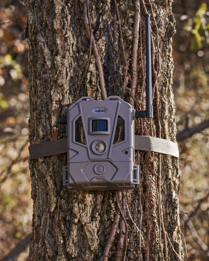 A trail camera with an antenna is strapped to a tree trunk with a brown strap, surrounded by branches and outdoor foliage in the background.