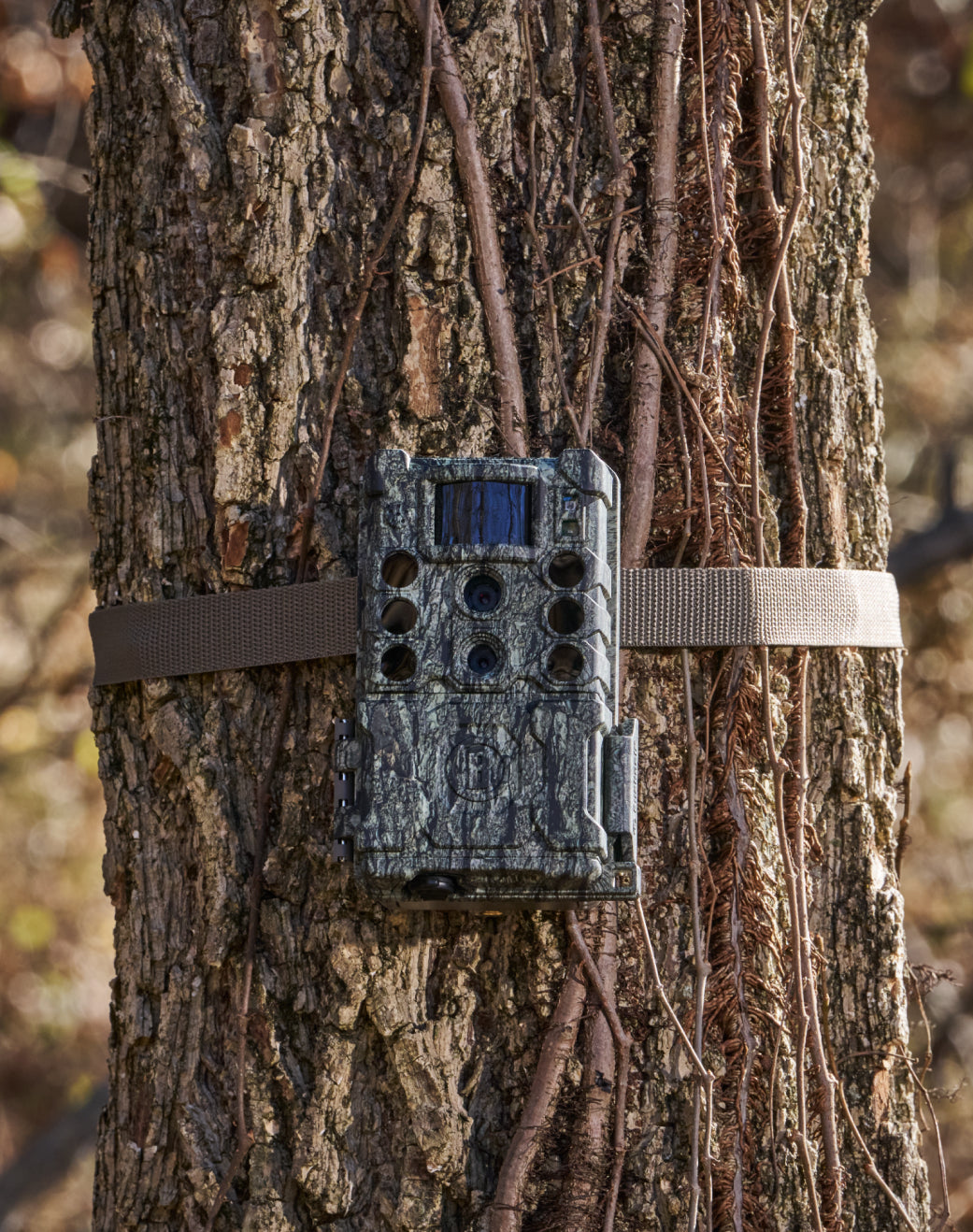 Trail camera attached to a tree trunk in a natural setting