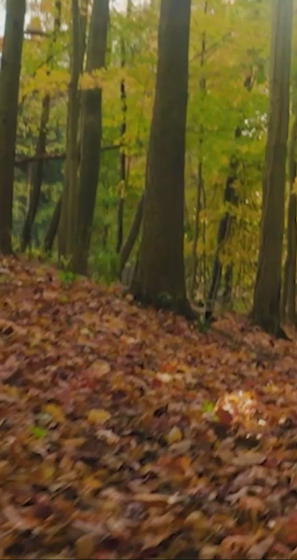 Man walking the woods to hunt whitetail