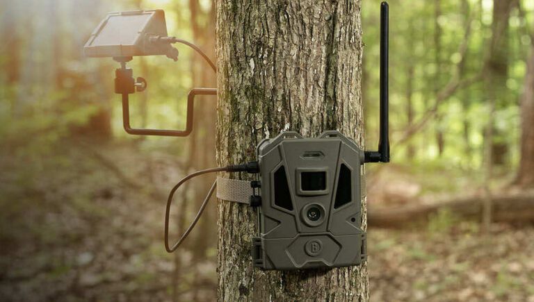 trail camera strapped to a tree