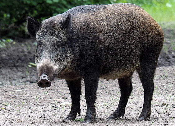Pig online hunting accessories