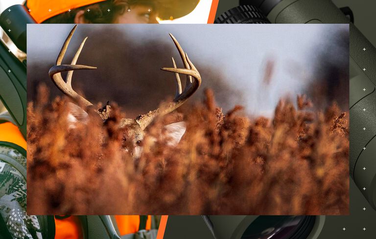 Focused on Whitetail