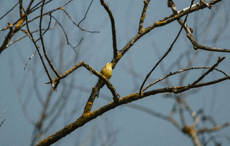 Bird perched on a tree branch