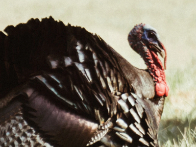 5 Tips for Turkey Season Success From Travis "T-Bone" Turner