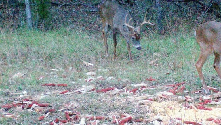 Image captured on Trailcam of a buck in a clearing