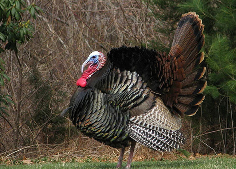 Turkey Hunting Buyer's Guide
