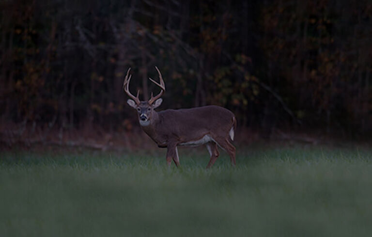 View of buck in low-light conditions