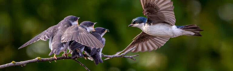 Photo of Tree Swallows