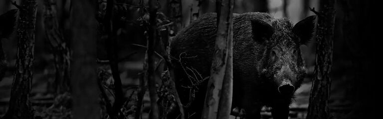 A hog at night. A hog at night.