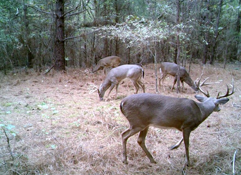 Group of Deer