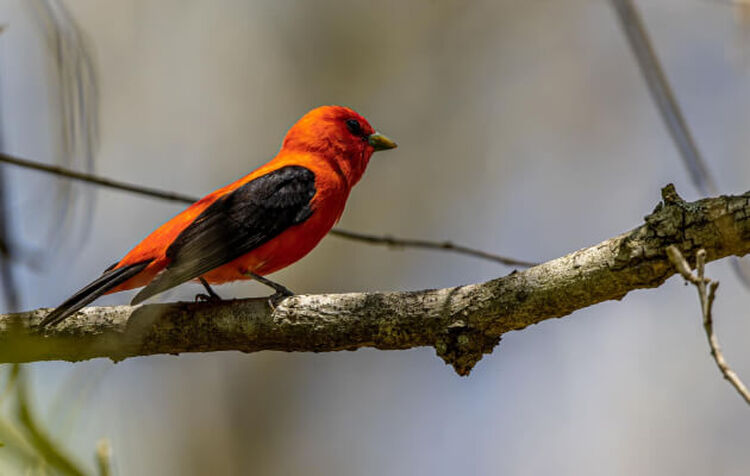 Photo of an orange and black bird perched on a branch