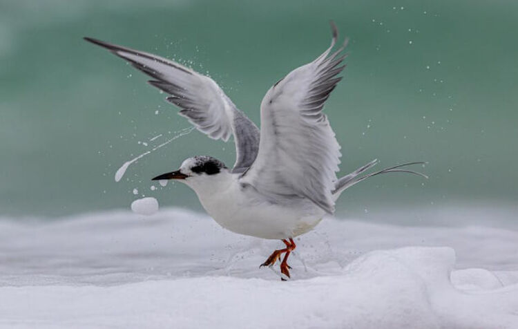 Photo of a white bird along the coastline