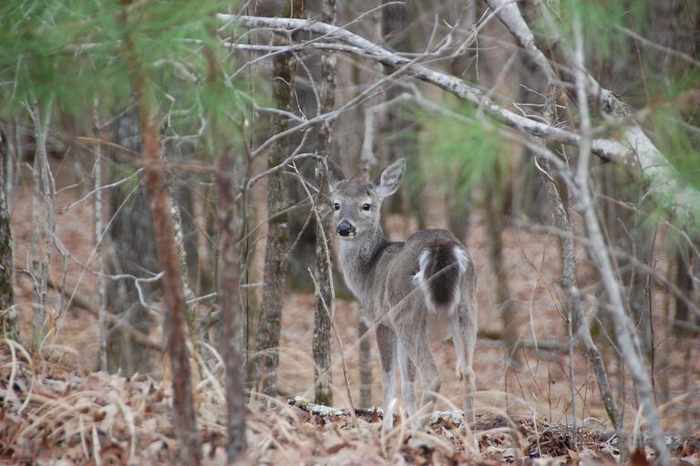 Fawn