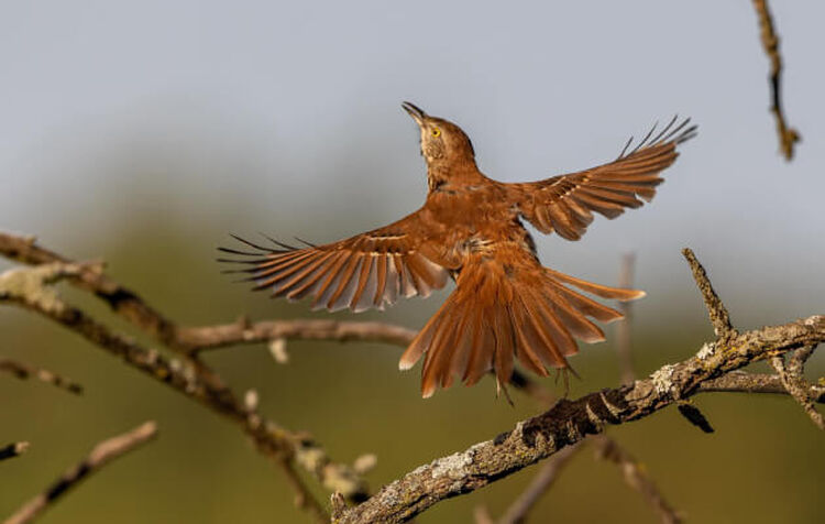 Photo of a brown bird with wings spread out