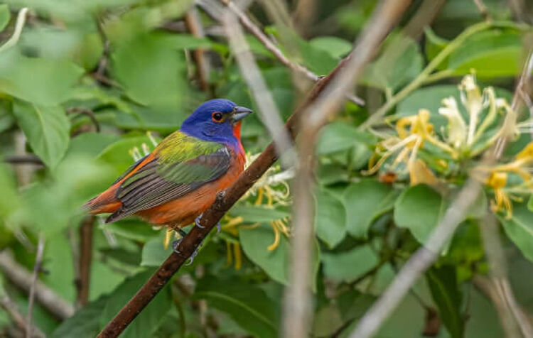 Photo of a multi-color bird perched on a branch