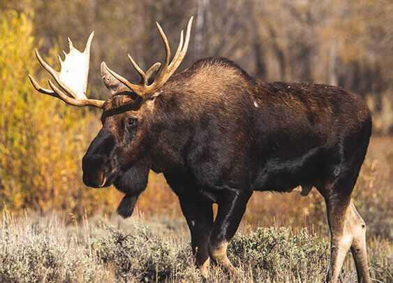 Moose hunting deals gear list