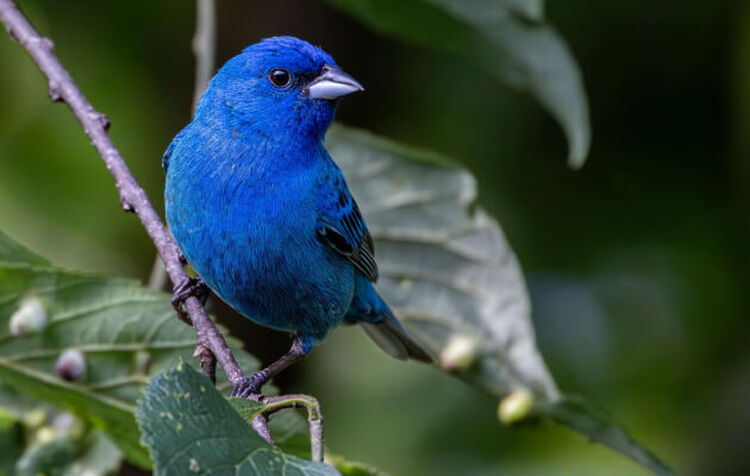 Photo of a bright blue bird perched on a branch